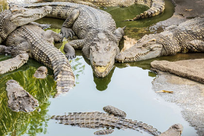 Krokodile