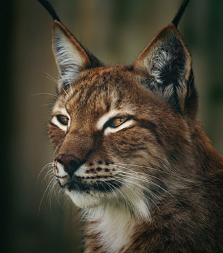 Luchs im Zoobotanico