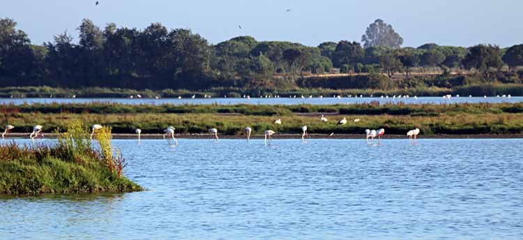 Marisma del Rocio im Donana Nationalpark