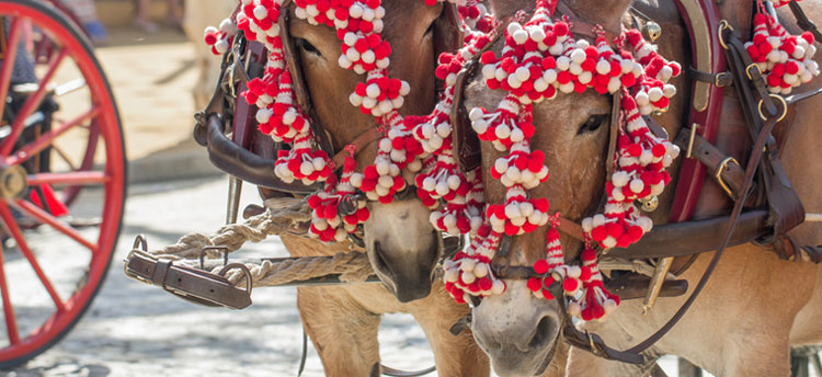 Pferde auf der Feria de Abril in Sevilla