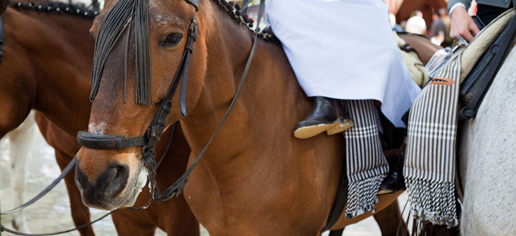 Bild der Pferdemesse Feria del Caballo in Jerez