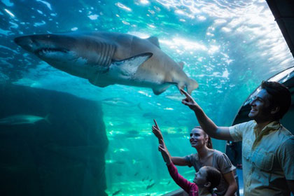 Sea Life Aquarium