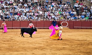 Corrida in der Real Maestranza in Sevilla