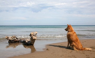 Hundestrände in Andalusien