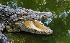 Krokodil-Park in Torremolinos
