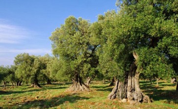 Eine Radtour durch Olivenwälder