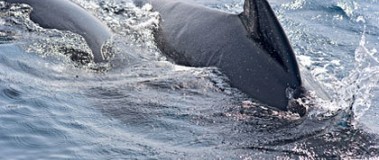 Whale Watching an der Straße von Gibraltar