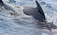 Whale Watching an der Straße von Gibraltar