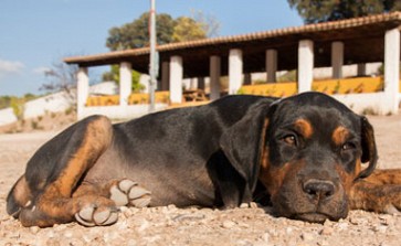 Urlaub mit Hund in Andalusien