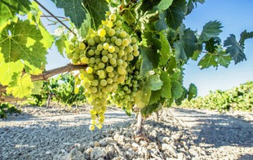 Weinbau in Andalusien